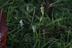 Zoysia pacifica