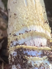 Amanita augusta