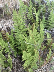 Myriopteris fendleri