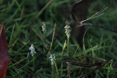 Zoysia pacifica