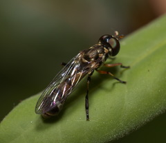 Spheginobaccha
