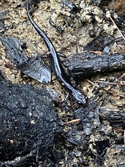 Plethodon