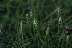 Zoysia pacifica