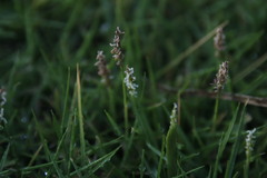 Zoysia pacifica