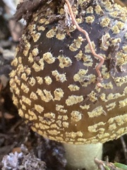 Amanita augusta