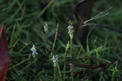 Zoysia pacifica
