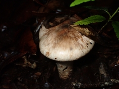 Matsutake