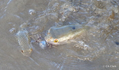 Marilyna pleurosticta