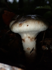 Matsutake