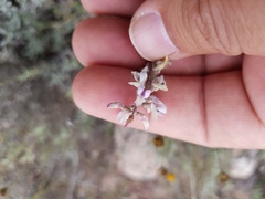 Astragalus hypoleucus
