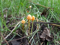 Mycena crocea