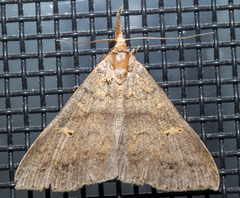 Renia discoloralis