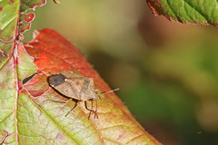 Euschistus servus euschistoides