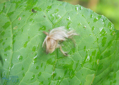 Megalopyginae