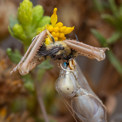 Colletes