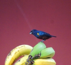 Euphonia pectoralis