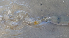 Marilyna pleurosticta