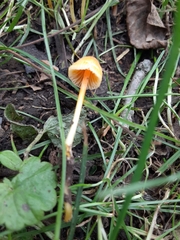 Mycena crocea