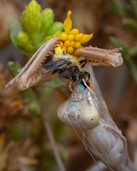 Colletes