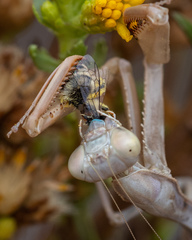 Colletes