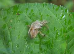 Megalopyginae