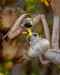 Colletes