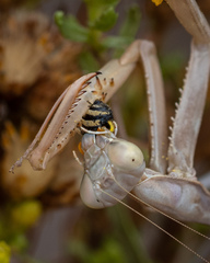 Colletes