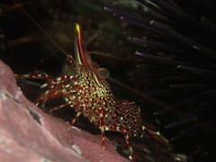 Rhynchocinetes typus