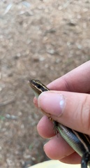 Plestiodon