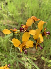 Diuris