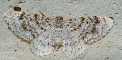 Hydrelia inornata