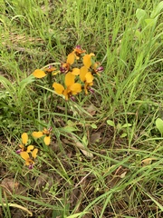 Diuris