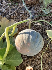 Cucurbita
