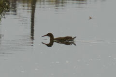 Rallus obsoletus levipes