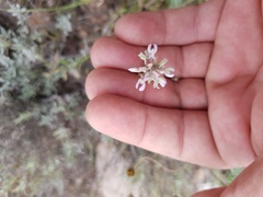Astragalus hypoleucus