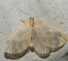 Eubaphe mendica