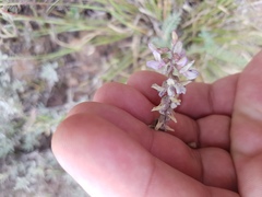 Astragalus hypoleucus