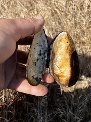 Uniomerus tetralasmus