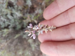 Astragalus hypoleucus
