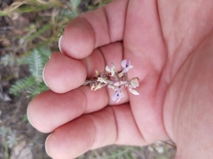 Astragalus hypoleucus