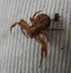 Xysticus locuples