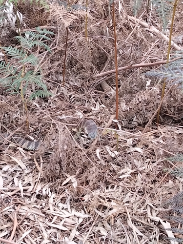 Tiger Snake sighting