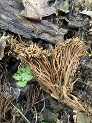 Ramaria stricta