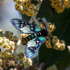 Chrysocale principalis