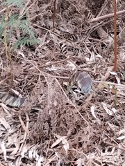 Notechis scutatus