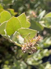 Arctostaphylos auriculata