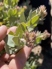 Arctostaphylos auriculata