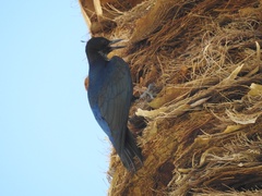 Melanerpes lewis