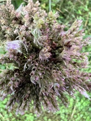 Pycnanthemum incanum