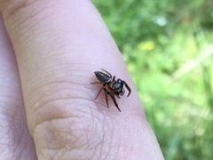 Opisthoncus nigrofemoratus